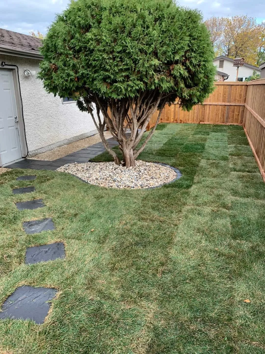 Fresh sod with the roll seams still showing, laid around a cedar tree in a river rock bed against a new cedar fence