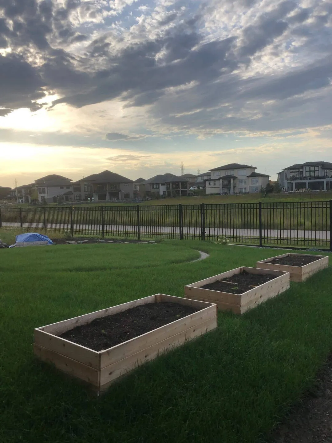 Three cedar raised garden beds filled with soil, set on new sod at the back of a fenced yard