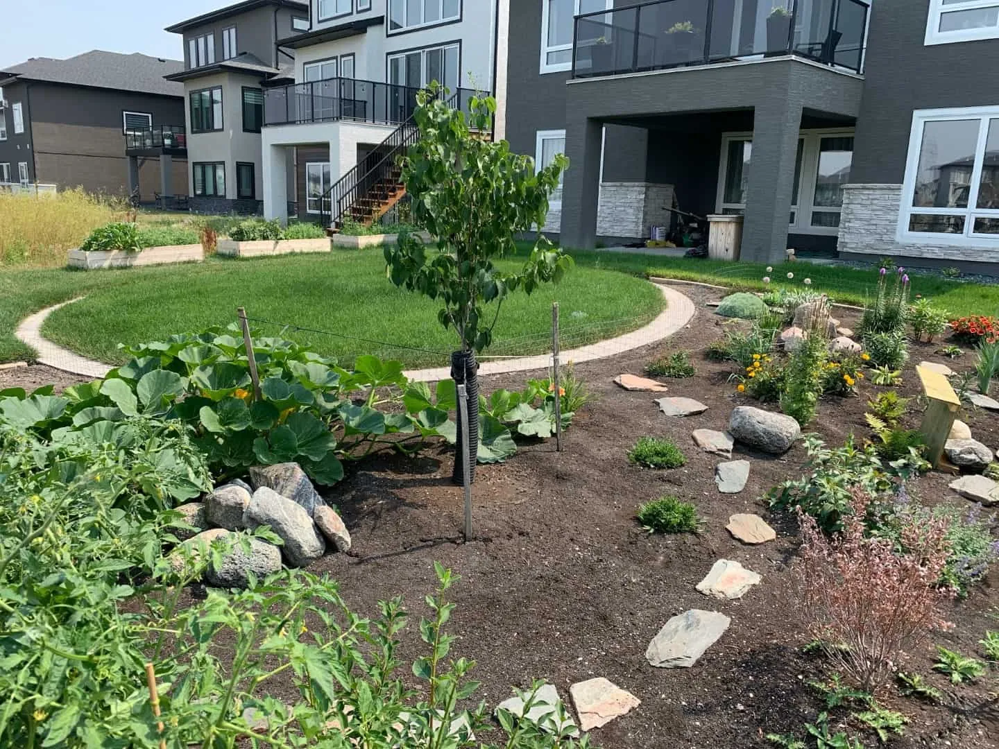 A back yard laid out with a circular lawn, a paver border, a staked new tree and perennial beds set with fieldstone boulders